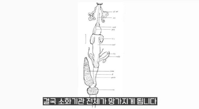 작년에 계양산을 뒤덮었던 러브버그의 천적 발견20