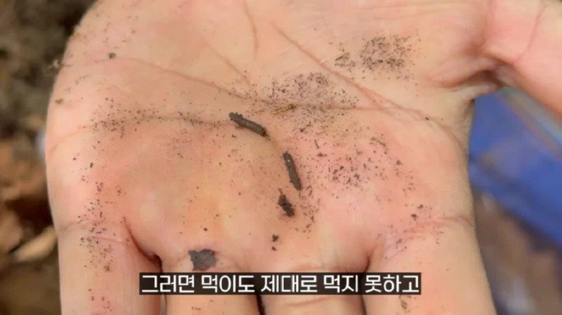 작년에 계양산을 뒤덮었던 러브버그의 천적 발견21
