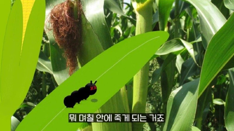 작년에 계양산을 뒤덮었던 러브버그의 천적 발견22