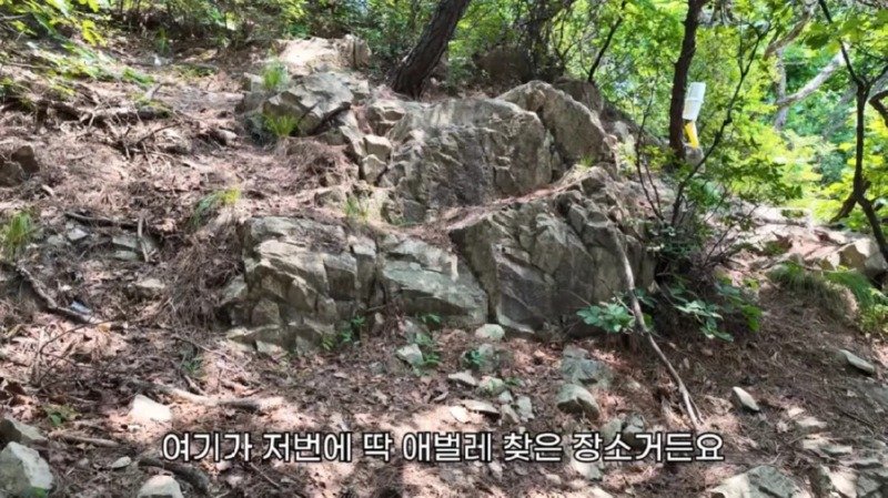 작년에 계양산을 뒤덮었던 러브버그의 천적 발견23
