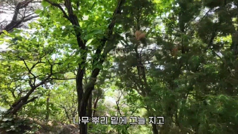 작년에 계양산을 뒤덮었던 러브버그의 천적 발견24