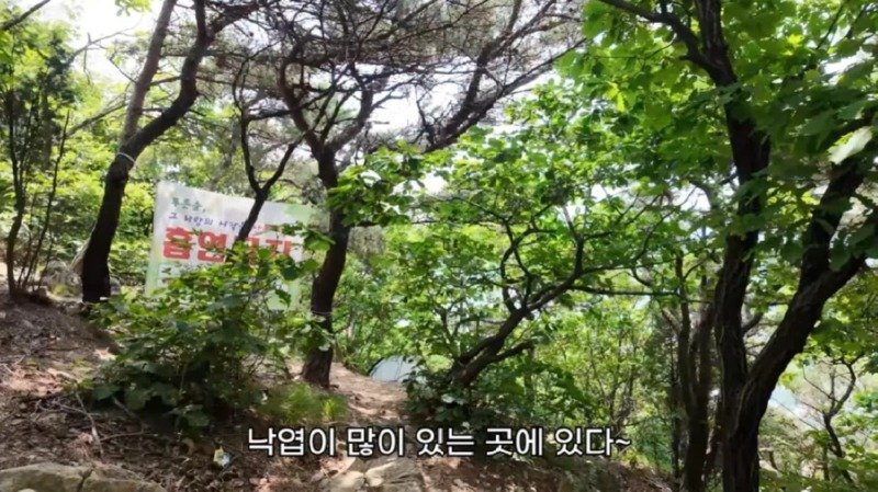 작년에 계양산을 뒤덮었던 러브버그의 천적 발견25