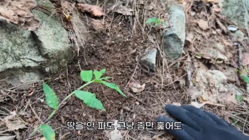 작년에 계양산을 뒤덮었던 러브버그의 천적 발견27
