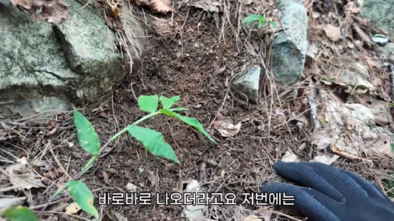 작년에 계양산을 뒤덮었던 러브버그의 천적 발견28