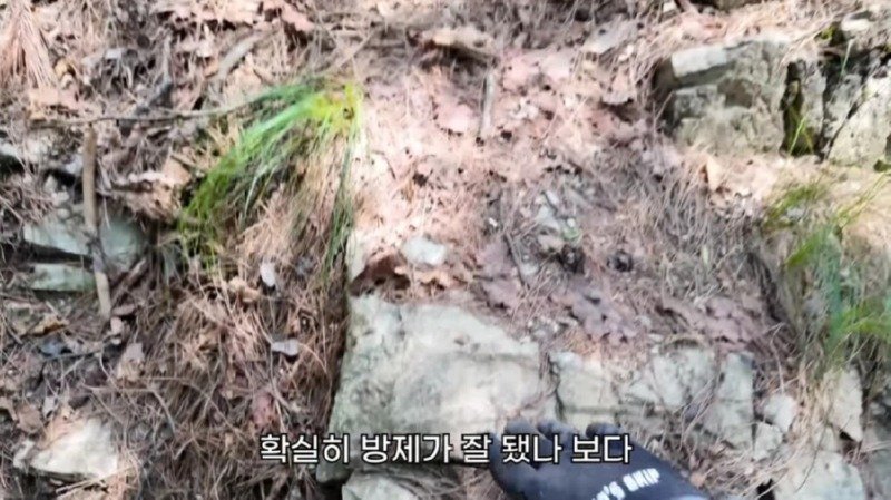 작년에 계양산을 뒤덮었던 러브버그의 천적 발견29