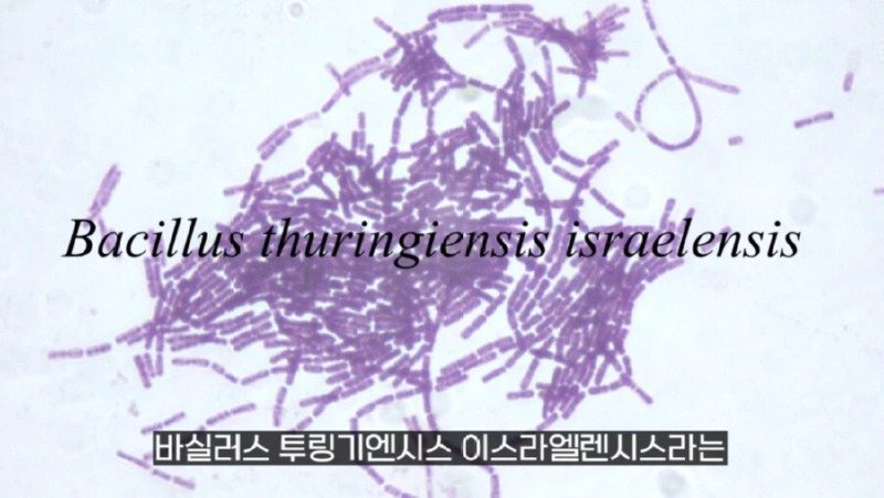 작년에 계양산을 뒤덮었던 러브버그의 천적 발견3