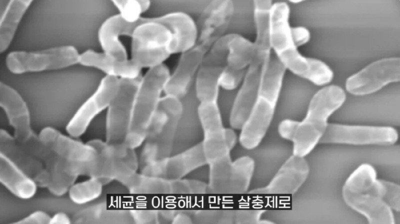 작년에 계양산을 뒤덮었던 러브버그의 천적 발견4