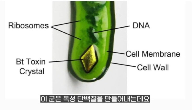 작년에 계양산을 뒤덮었던 러브버그의 천적 발견5