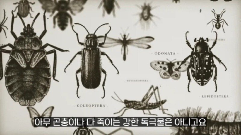 작년에 계양산을 뒤덮었던 러브버그의 천적 발견6