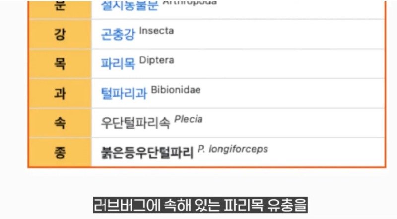 작년에 계양산을 뒤덮었던 러브버그의 천적 발견7