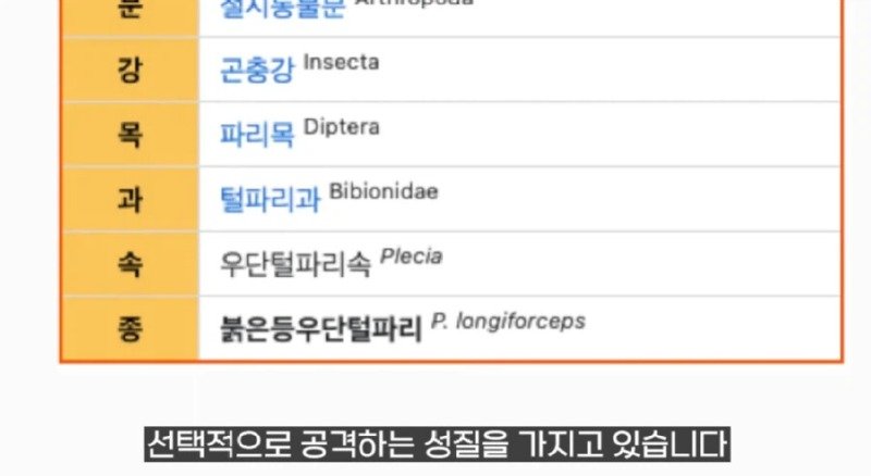 작년에 계양산을 뒤덮었던 러브버그의 천적 발견8