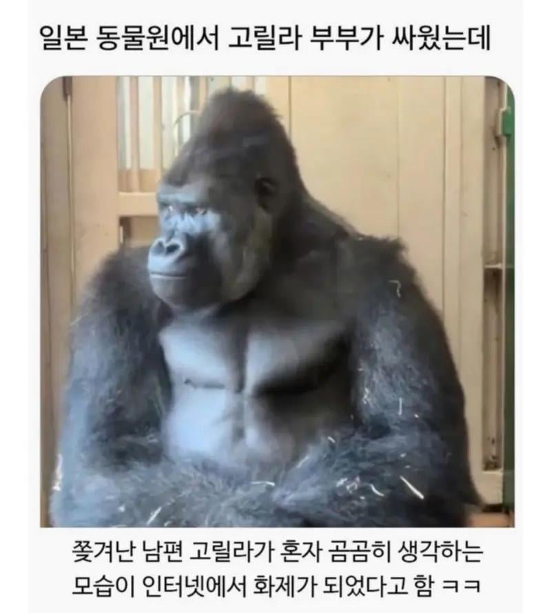 일본 동물원에서 고릴라 부부가 싸웠는데1
