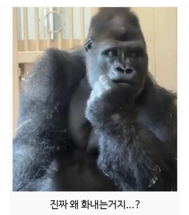 일본 동물원에서 고릴라 부부가 싸웠는데4