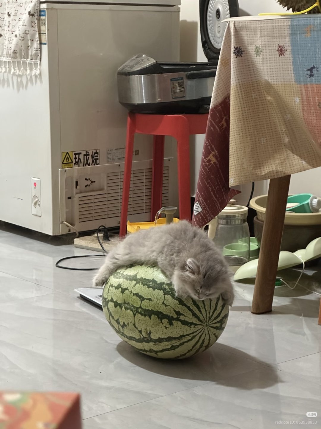수박 너무 좋아 고양이1