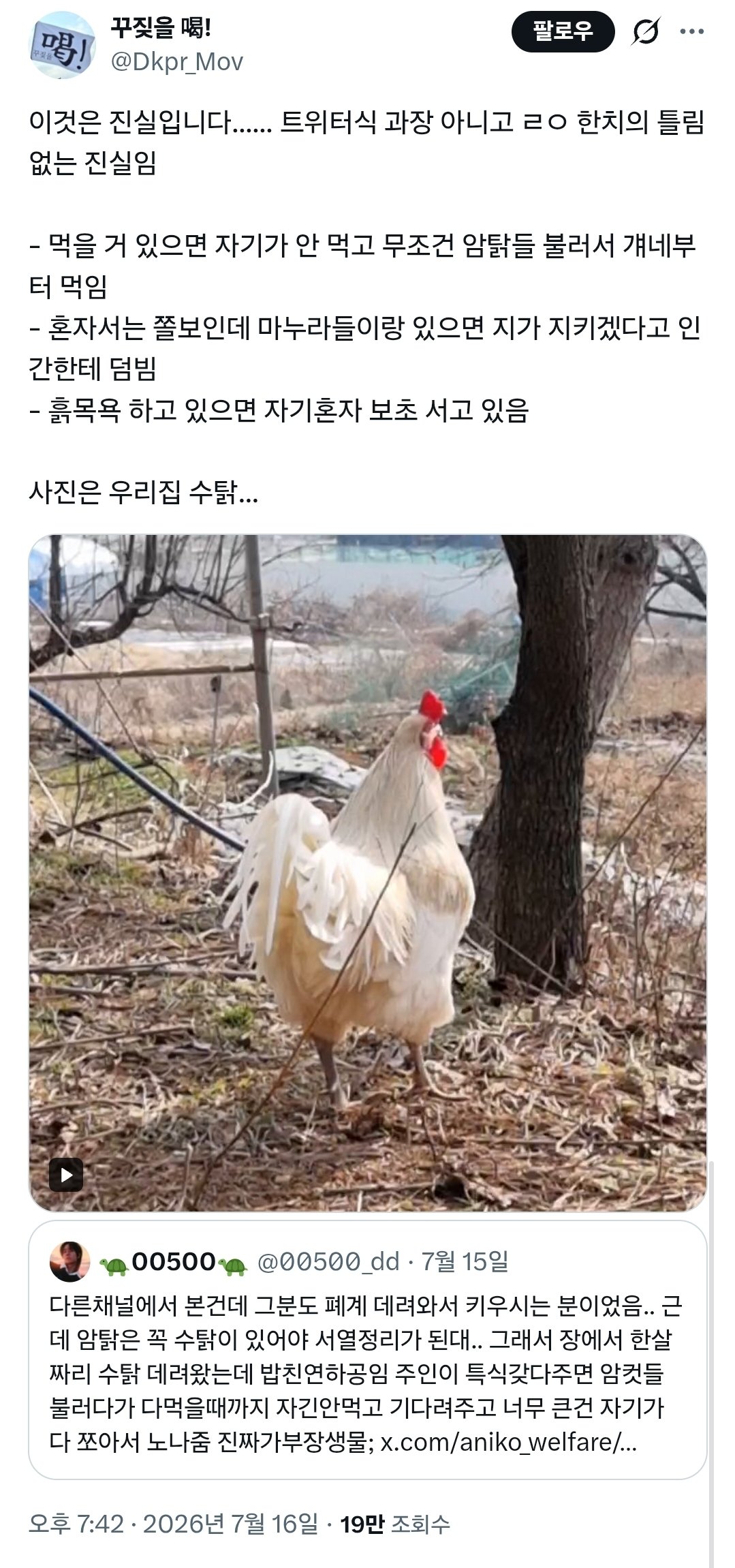 수탉 특)1