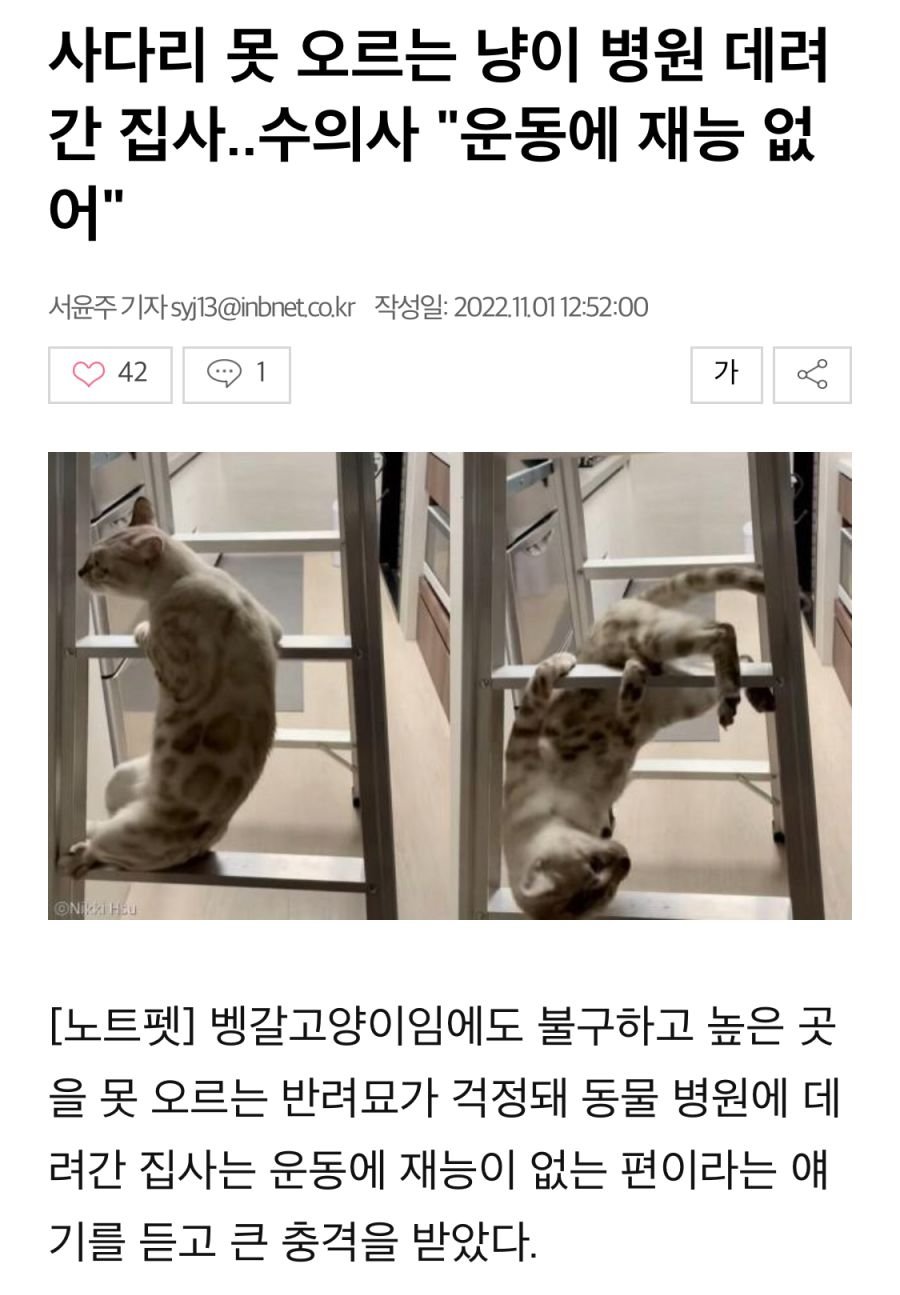 고양이 움직이는게 이상해서 병원 데려간 결과.1