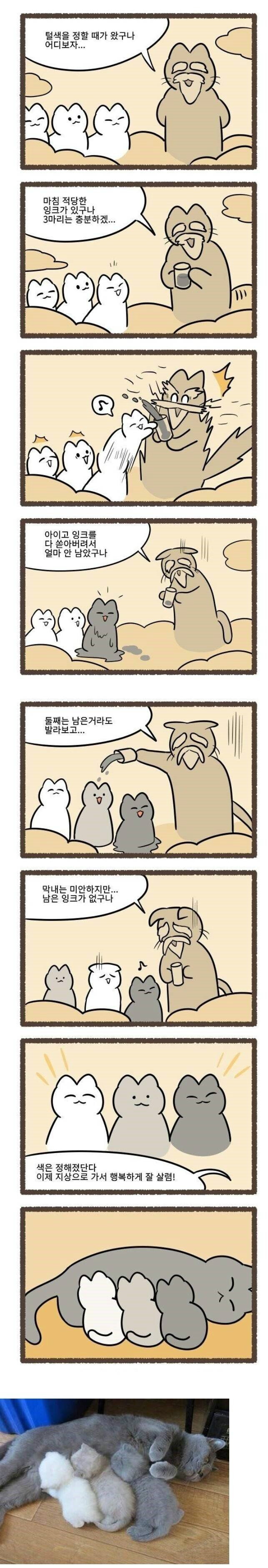 고양이의 털색이 정해지는 방법1