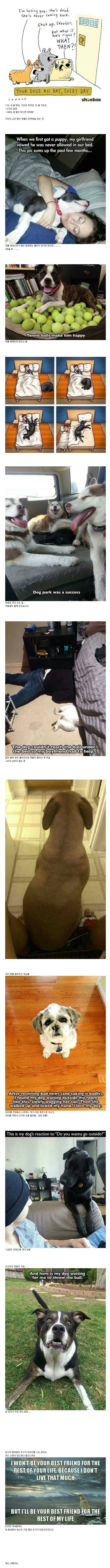 개를 사랑 할 수 밖에 없는 이유1