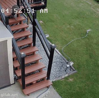 라쿤 지능수준.gif1