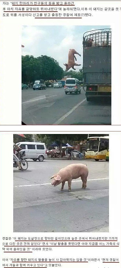 자유를 향한, 돼지의 탈출.jpg1