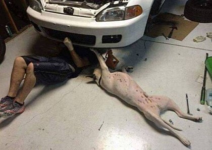 카센터 3년된 애완견.jpg1