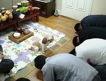 명절 때 개 키우는집 특징1