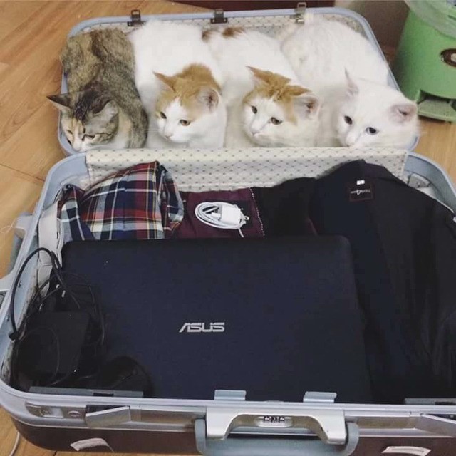 너만 가냥? .jpg2