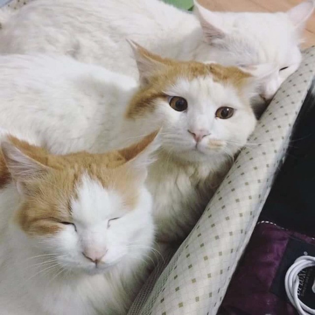 너만 가냥? .jpg3