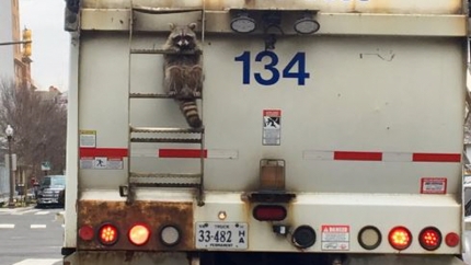 차에 매달려가는 라쿤.jpg1