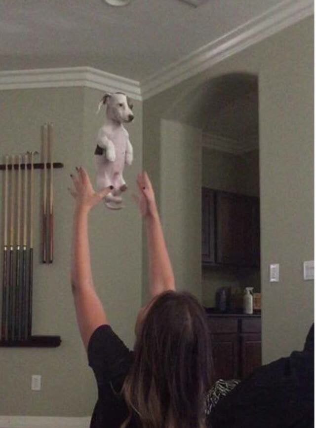 내가 이러려고 강아지로 태어났나 자괴감 들어.jpg1