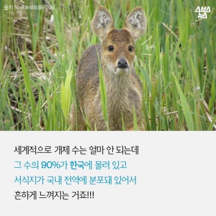 전세계 고라니의 90%가 서식하는 곳.jpg1