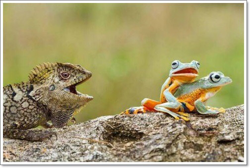 (19) 개구리 짝짓기.jpg1