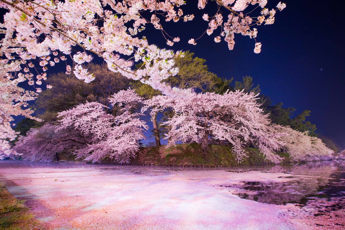 일본 최고의 벚꽃이라고 불리는 아오모리현 히로사키의 벚꽃절경.jpg8