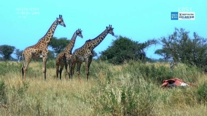 기린도 장례문화가 있네요.jpg2