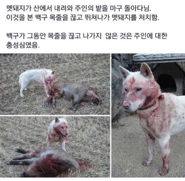 개느님 ㄷㄷㄷ.jpg1