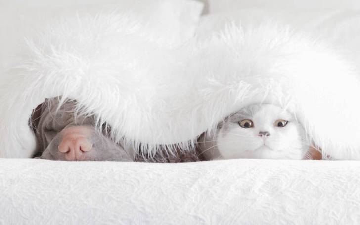 개와 고양이 커플.jpg1