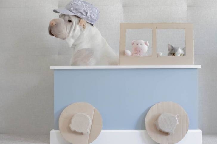 개와 고양이 커플.jpg2