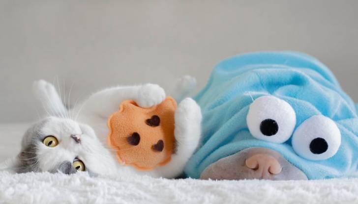 개와 고양이 커플.jpg3