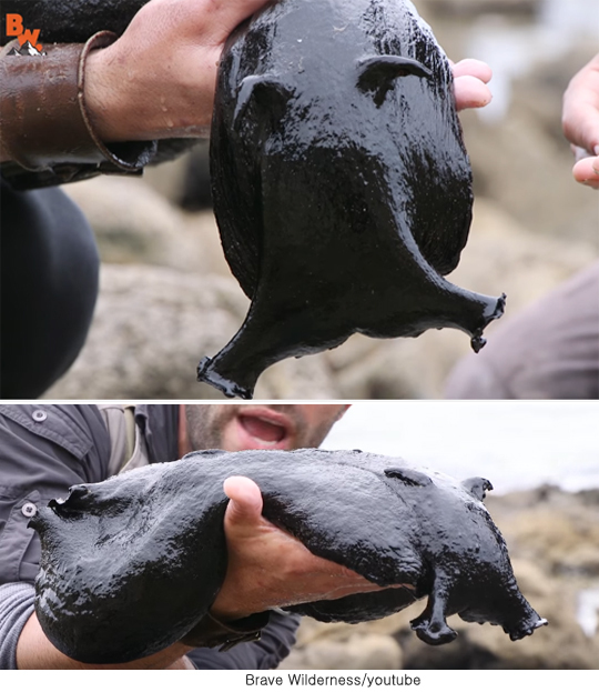 LA인근에서 발견된 13Kg짜리 민달팽이 jpg1