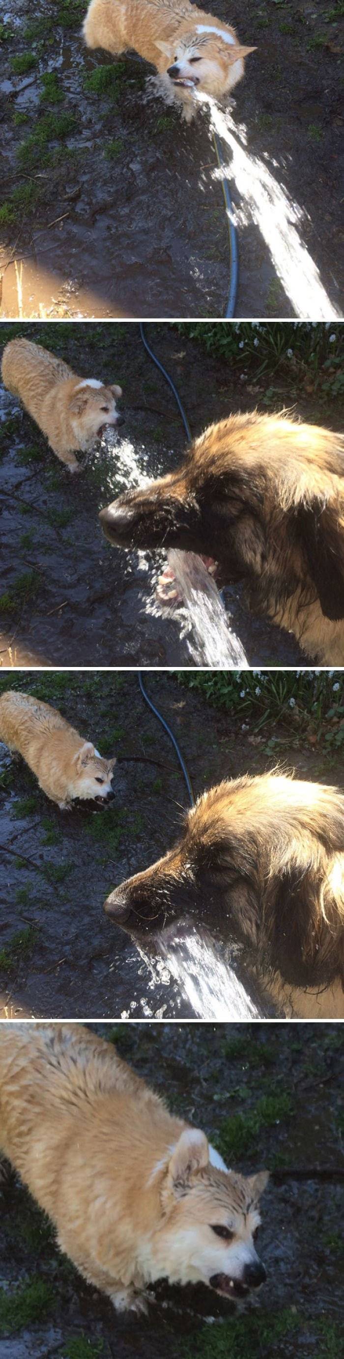 낙수효과가 개소리인 이유.dogge JPG1