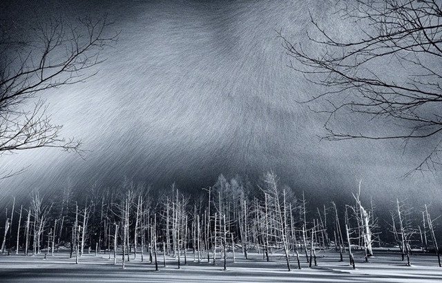 내셔널 지오그래픽 올해의 사진 후보.jpg1