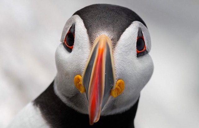 내셔널 지오그래픽 올해의 사진 후보.jpg9