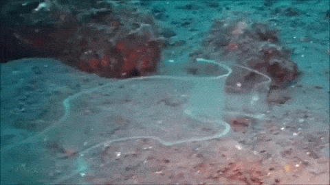 특이한 해양 생물.gif1