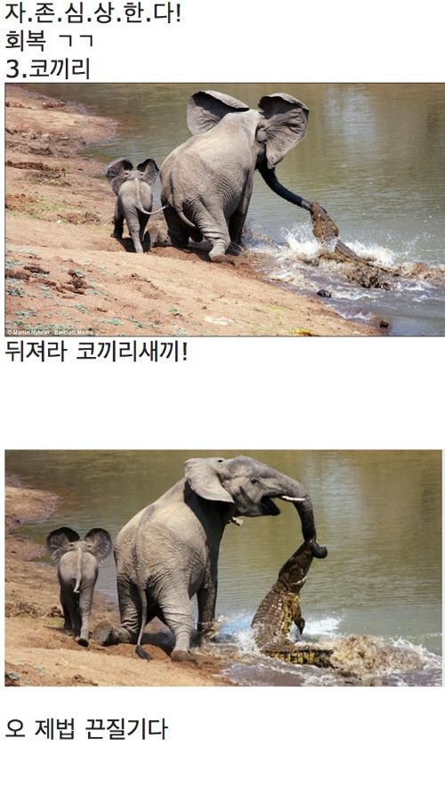 악어의 삶.jpg3