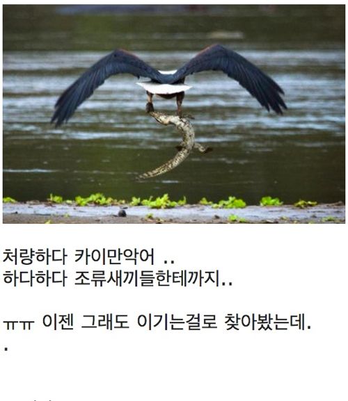 악어의 삶.jpg5