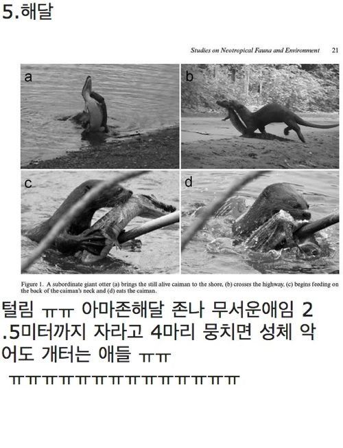 악어의 삶.jpg6