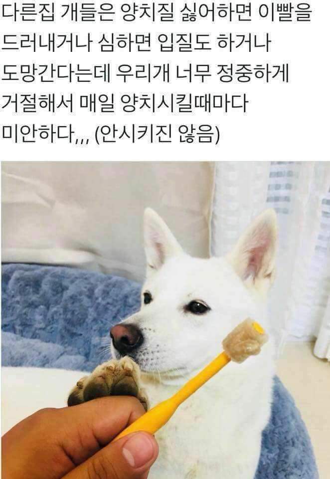 강아지 정중한 거절.jpg1