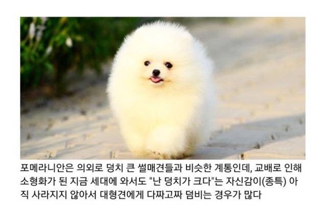 포메라니안이 성격이 까칠한 이유.jpg1