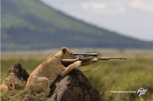 어미사자가 새끼사자들한테 밥먹일라고 어떻게 사냥해주는지 아세유?1