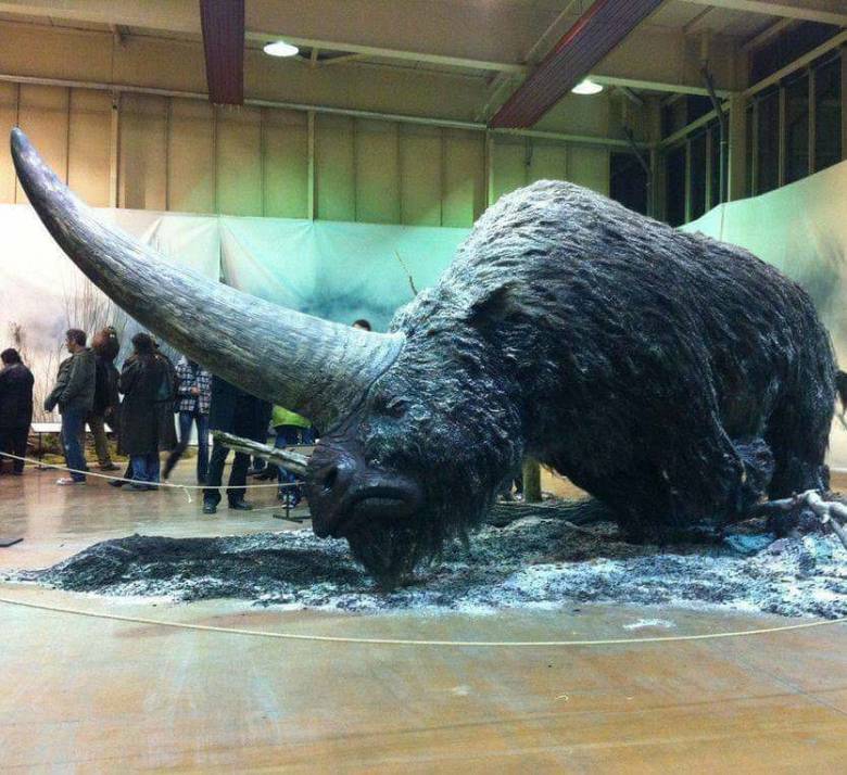 시베리아 유니콘.jpg1